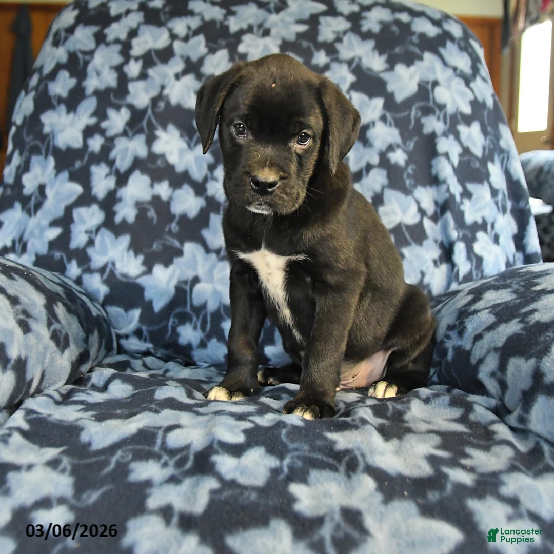 Mixed Breed dogs for sale: Leo - Ad 3