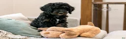 Bernedoodle dogs for sale: Denali - Ready Now! - Ad 13