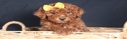 Miniature Poodle dogs for sale: BUDDY - Ad 12