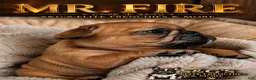 French Bulldog dogs for sale: Fire - Ad 4