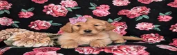 Golden Retriever dogs for sale: Jada - Ad 5