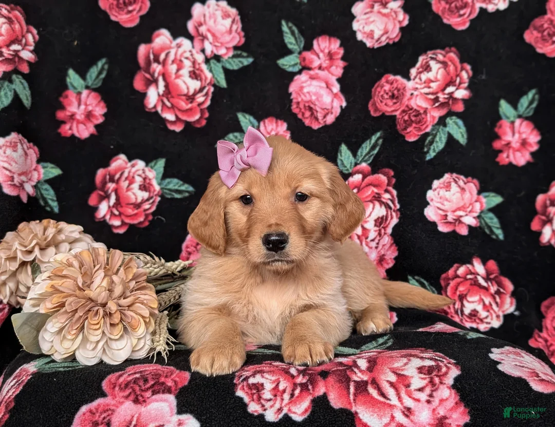 Golden Retriever dogs for sale: Jada - Ad 5