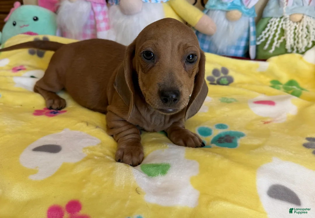 Dachshund dogs for sale: Melba - Ad 2