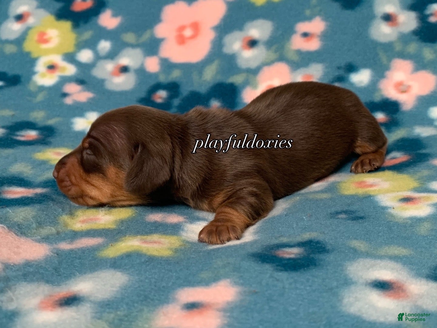 Miniature Dachshund dogs Miniature Dachshund Male Puppy 2 Chocolate and Tan - Ad 1