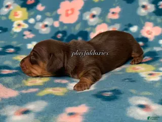 Miniature Dachshund dogs for sale: Miniature Dachshund Male Puppy 2 Chocolate and Tan - Ad 2
