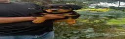 Rottweiler dogs for sale: Zeus - Ad 4