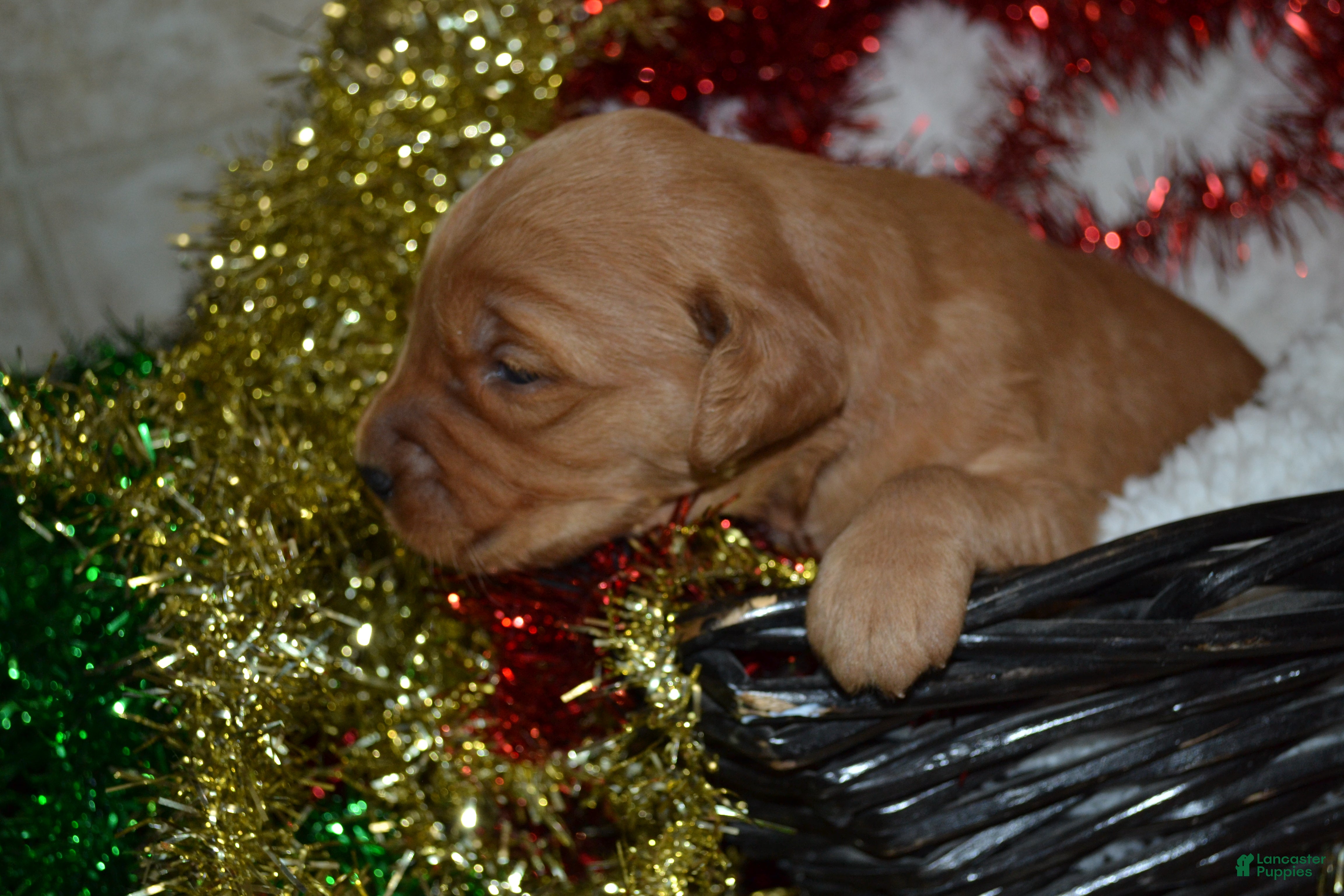 Golden Retriever dogs Jade - Ad 40