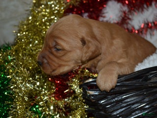 Golden Retriever dogs Jade - Ad 40