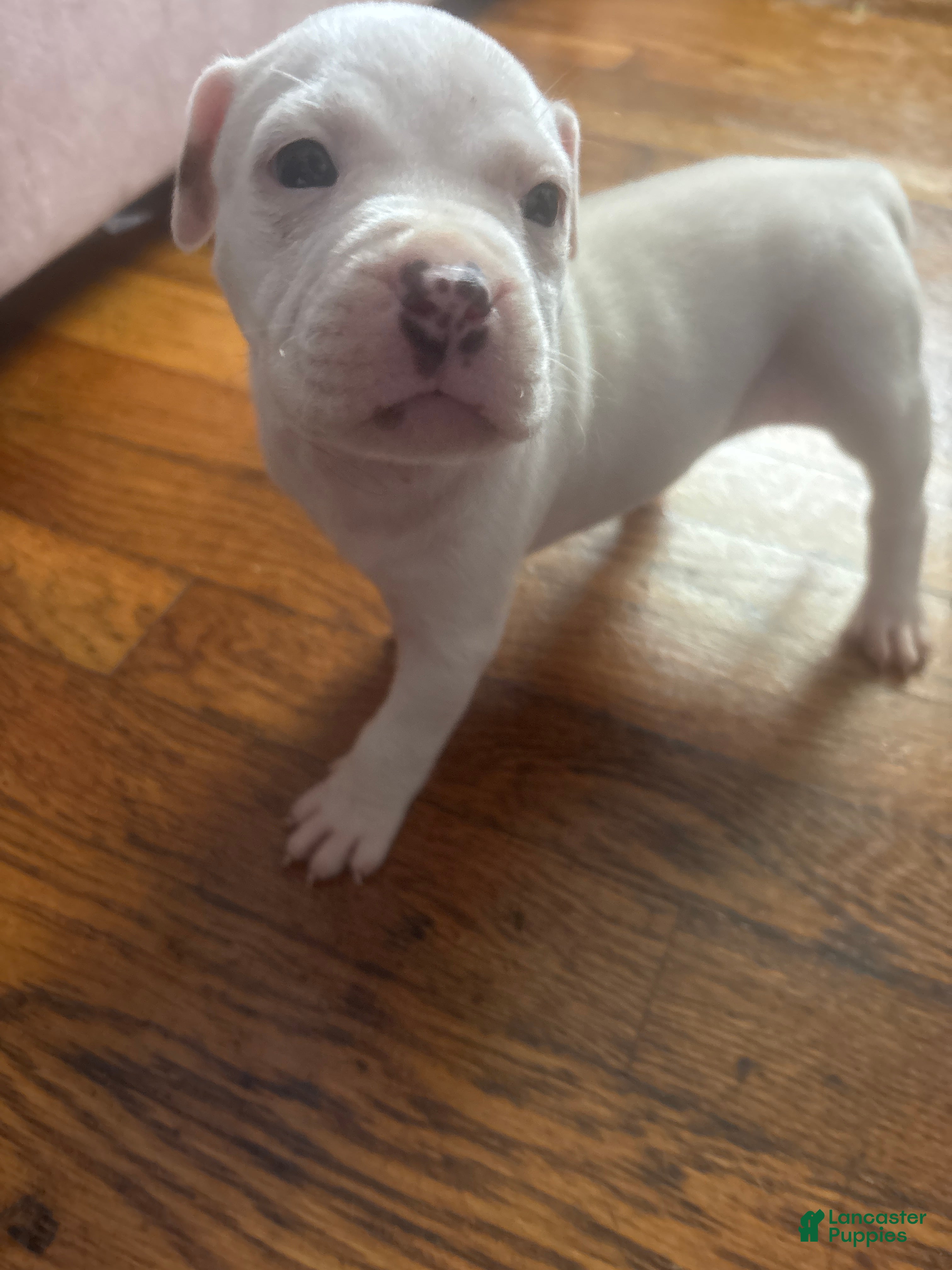 Mixed Breed dogs Mixed Breed 5 - Ad 21