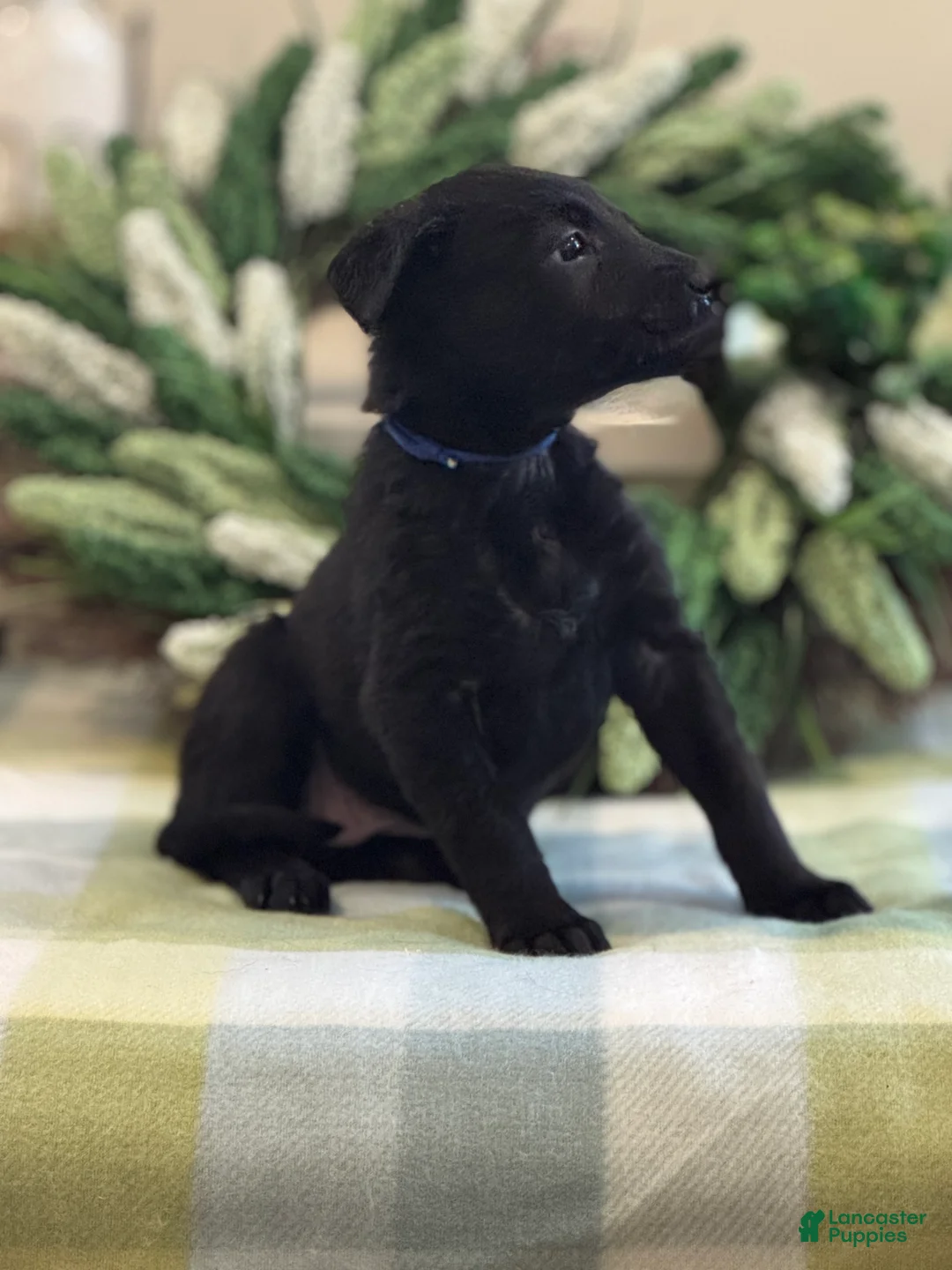 Mixed Breed dogs for sale: Firefly's Calm - Ad 1