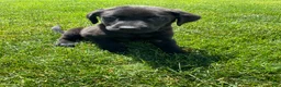 Labrador Retriever dogs for sale: Bo - Ad 3