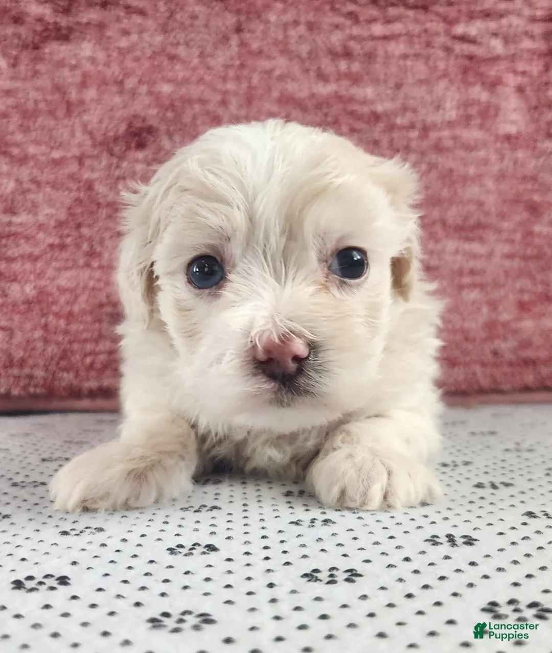 Maltipoo dogs for sale: Gabby - Ad 2