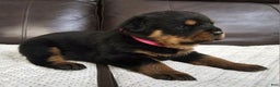 Rottweiler dogs for sale: Rottweiler Puppy 5 Pink Girl  - Ad 3