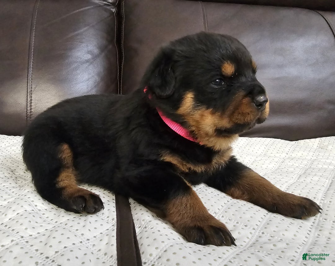 Rottweiler dogs for sale: Rottweiler Puppy 5 Pink Girl  - Ad 3