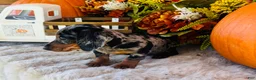 Miniature Dachshund dogs for sale: Tarzan  - Ad 7