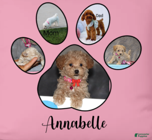 Havapoo dogs CURLY - Ad 7