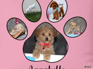 Havapoo dogs CURLY - Ad 5