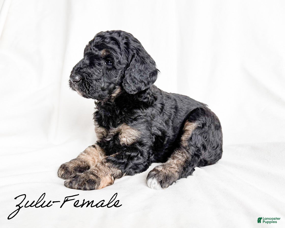 Standard Poodle dogs Zulu - Ad 37
