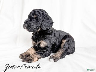 Standard Poodle dogs Zulu - Ad 26