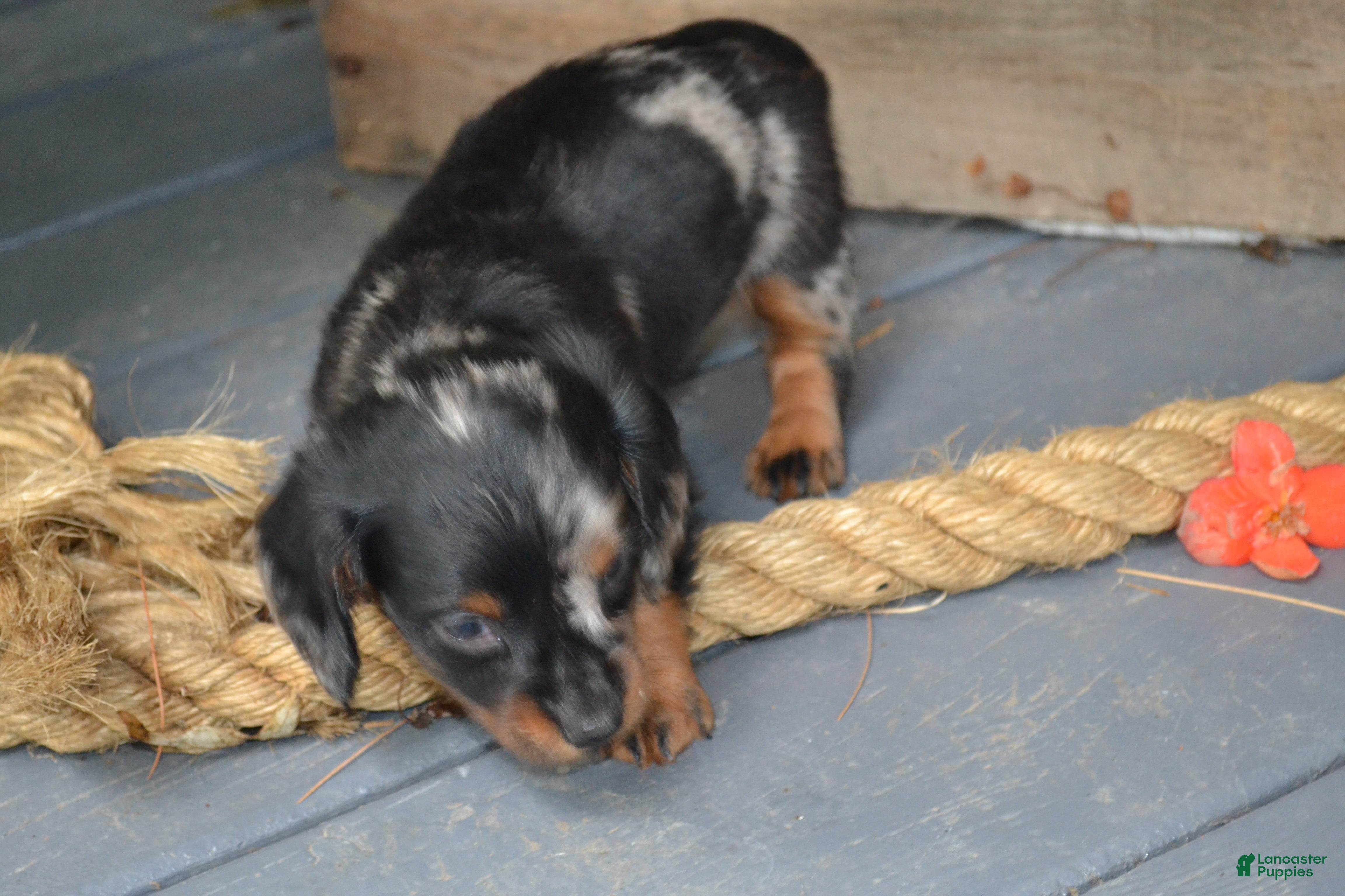 Dachshund dogs Trixie - Ad 2