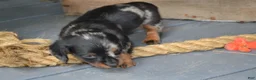 Dachshund dogs for sale: Trixie - Ad 2