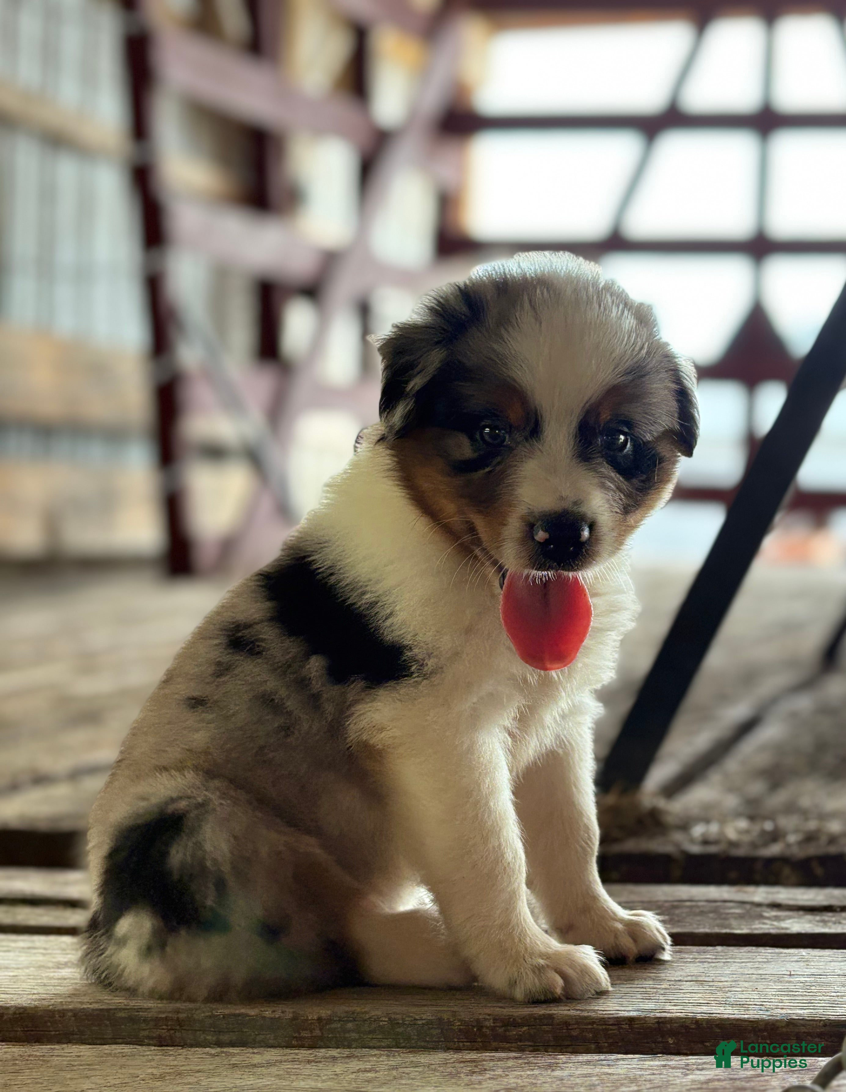 Australian Shepherd dogs Bear - Ad 2