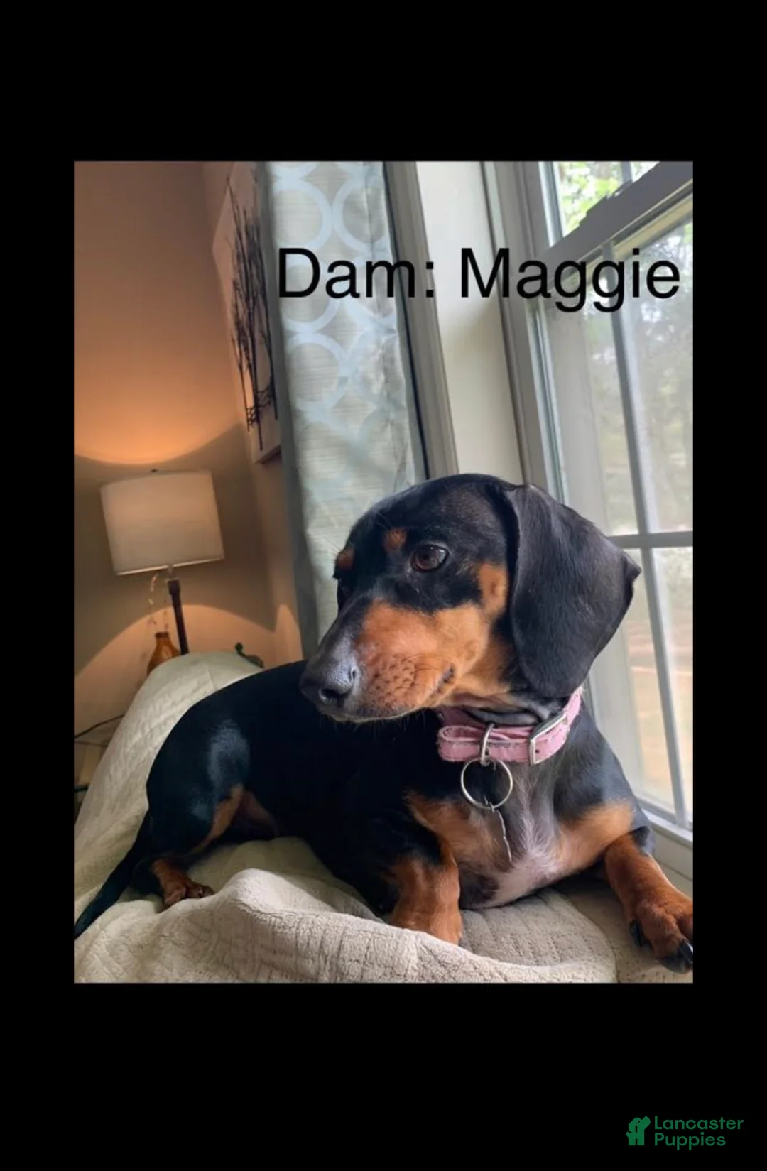 Miniature Dachshund dogs for sale: Miniature Dachshund Puppy 1 - Ad 4
