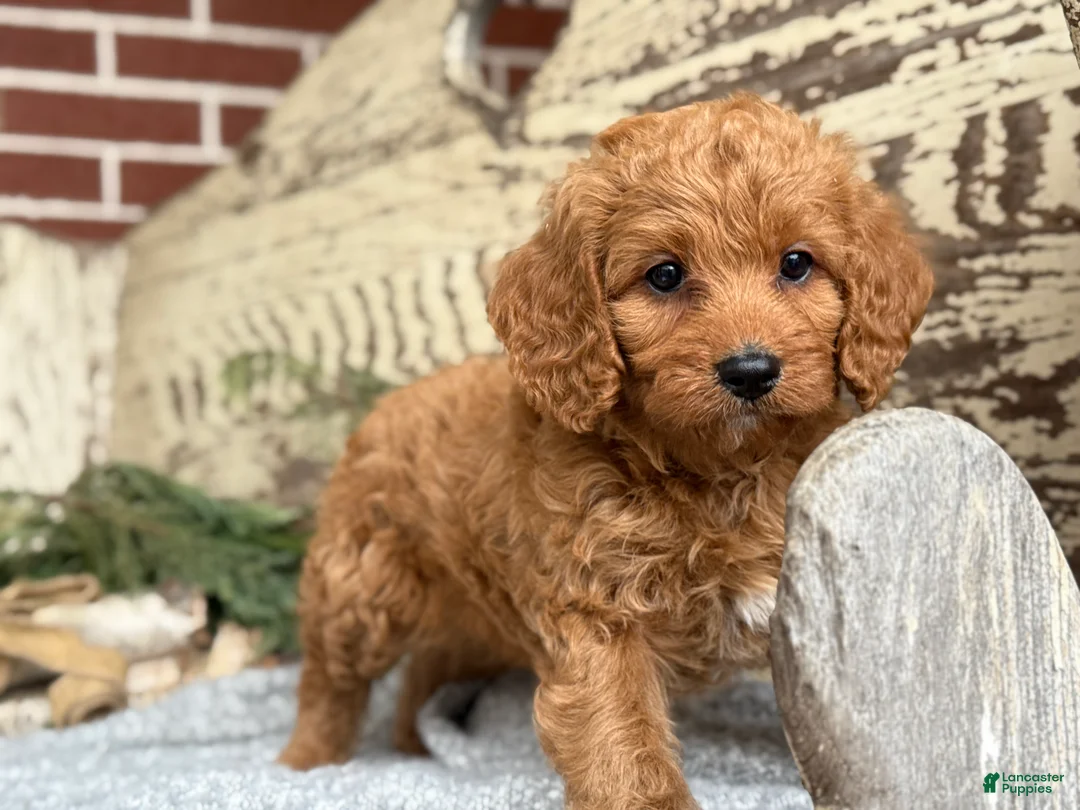 Mixed Breed dogs for sale: Sanchez - Ad 8