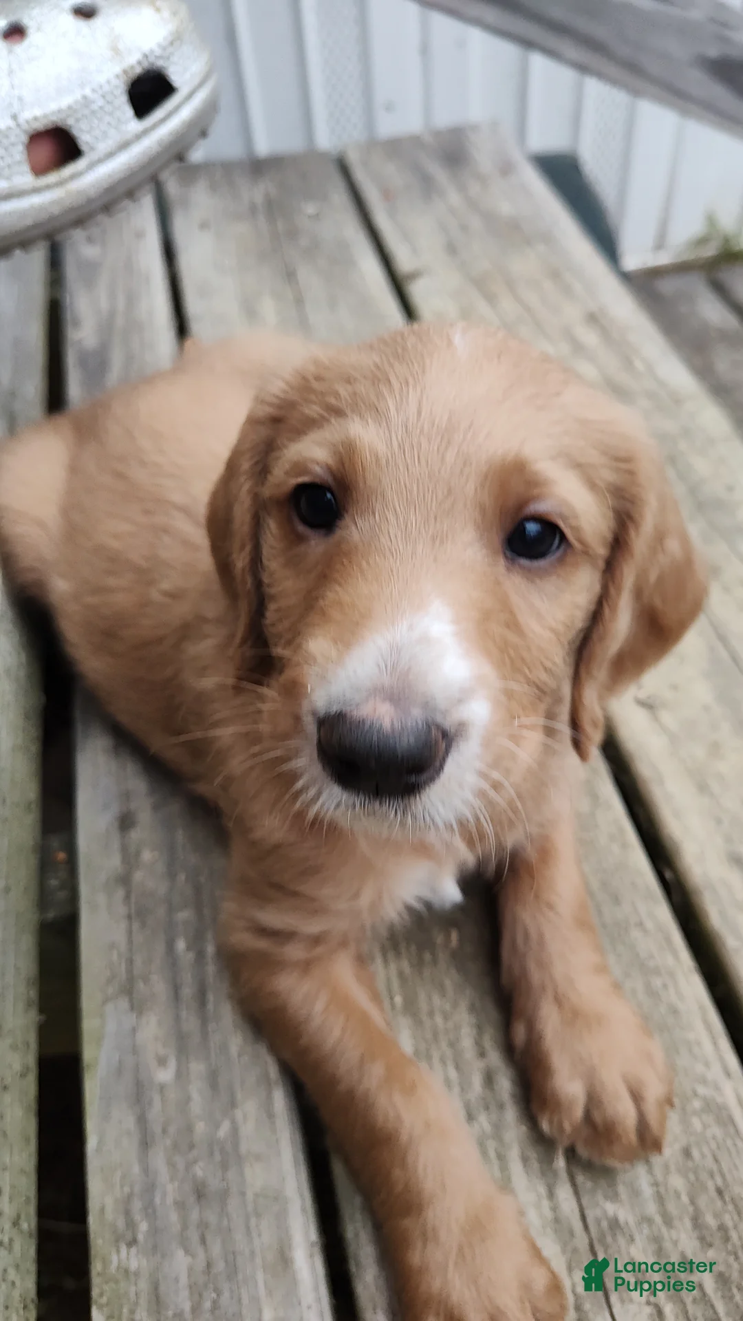 Labradoodle dogs for sale: Caramel Blonde Male - Ad 1