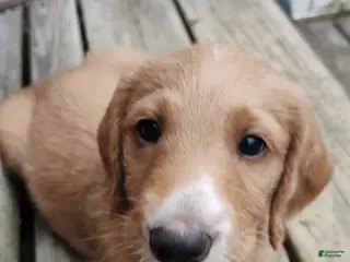 Labradoodle dogs Caramel Blonde Male - Ad 3