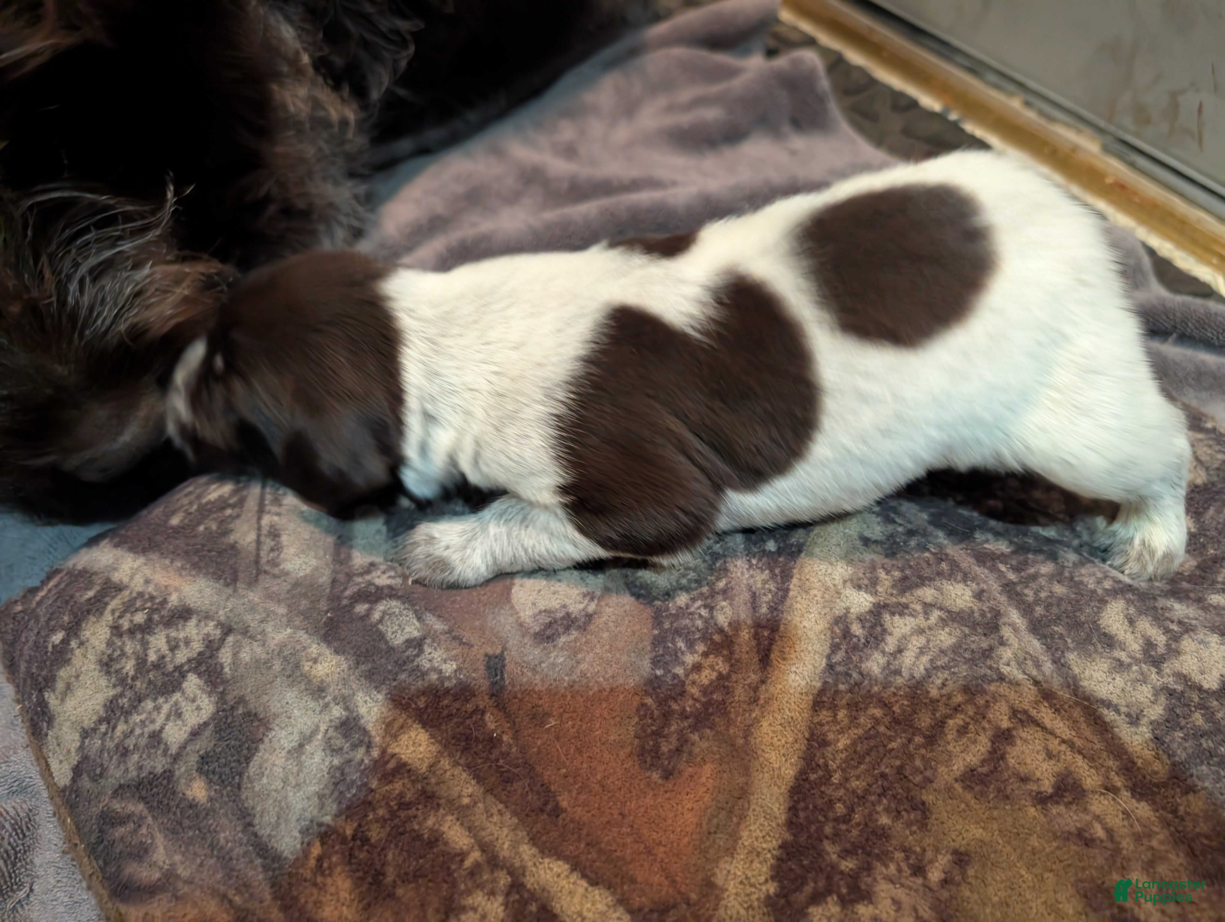 German Wirehaired Pointer dogs German Wirehaired Pointer Puppy 2 - Ad 2