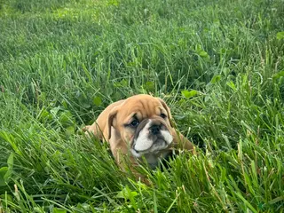 English Bulldog dogs for sale: Daisy - Ad 2