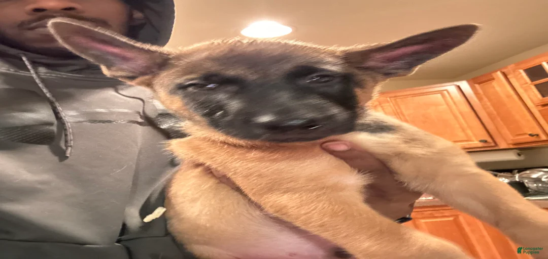 Gallery Image {{count}}