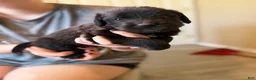 Mixed Breed dogs for sale: French Fry - Ad 3