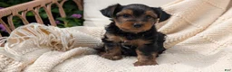 Yorkshire Terrier dogs for sale: Grady - Ad 10