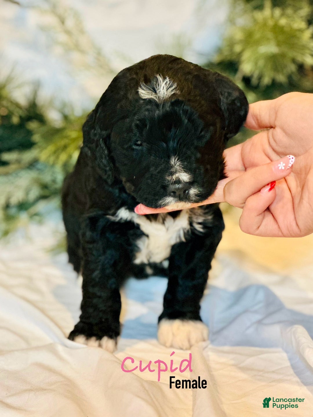 Mixed Breed dogs for sale: Cupid (Golden Mountain Doodle) - Ad 3