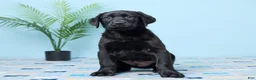 Labrador Retriever dogs for sale: Shadow - Ad 1