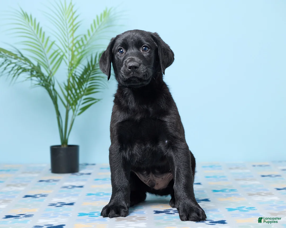 Labrador Retriever dogs for sale: Shadow - Ad 1