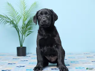 Labrador Retriever dogs for sale: Shadow - Ad 2