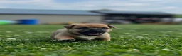 Jug dogs for sale: Zezé - Ad 4