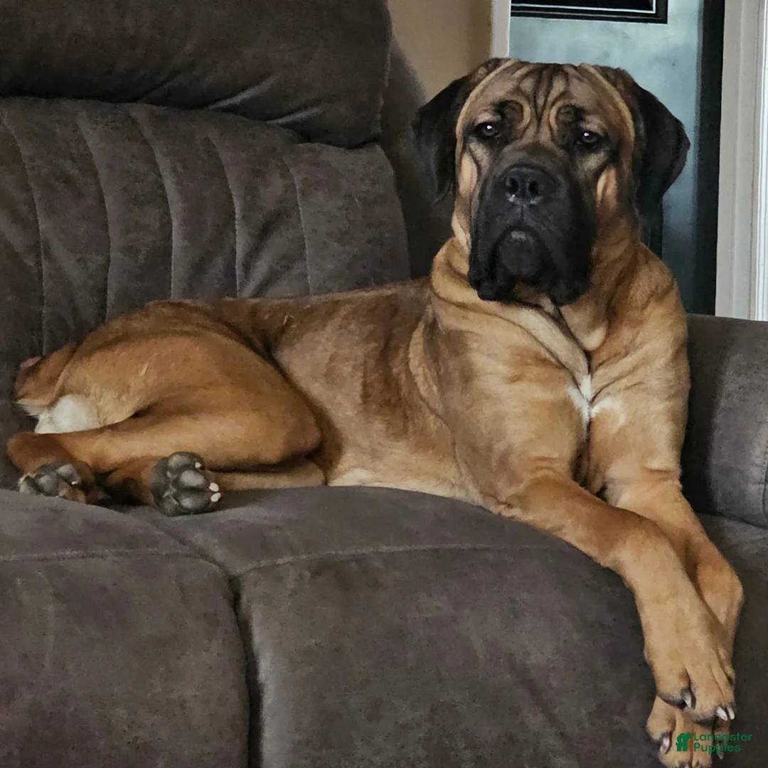 Cane Corso dogs for sale: Cane Corso Puppy 1 - Ad 1