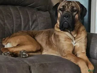 Cane Corso dogs Cane Corso Puppy 1 - Ad 14