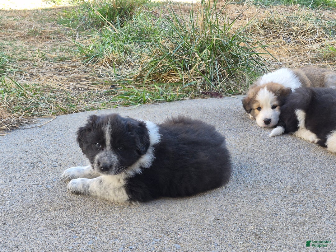 Mixed Breed dogs for sale: Loretta  - Ad 3