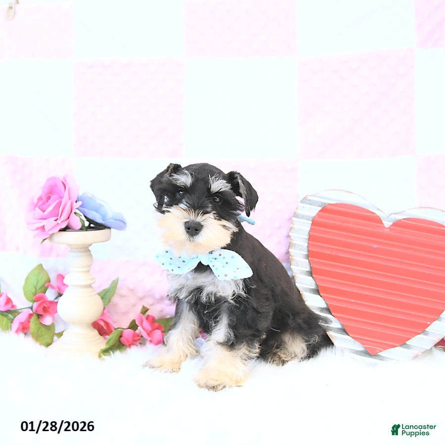Miniature Schnauzer dogs Clark - Ad 2