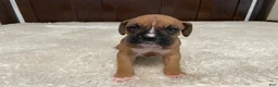 Boxer dogs for sale: Rocky - Ad 20