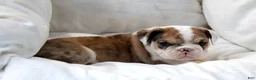 English Bulldog dogs for sale: Mistral - Ad 4