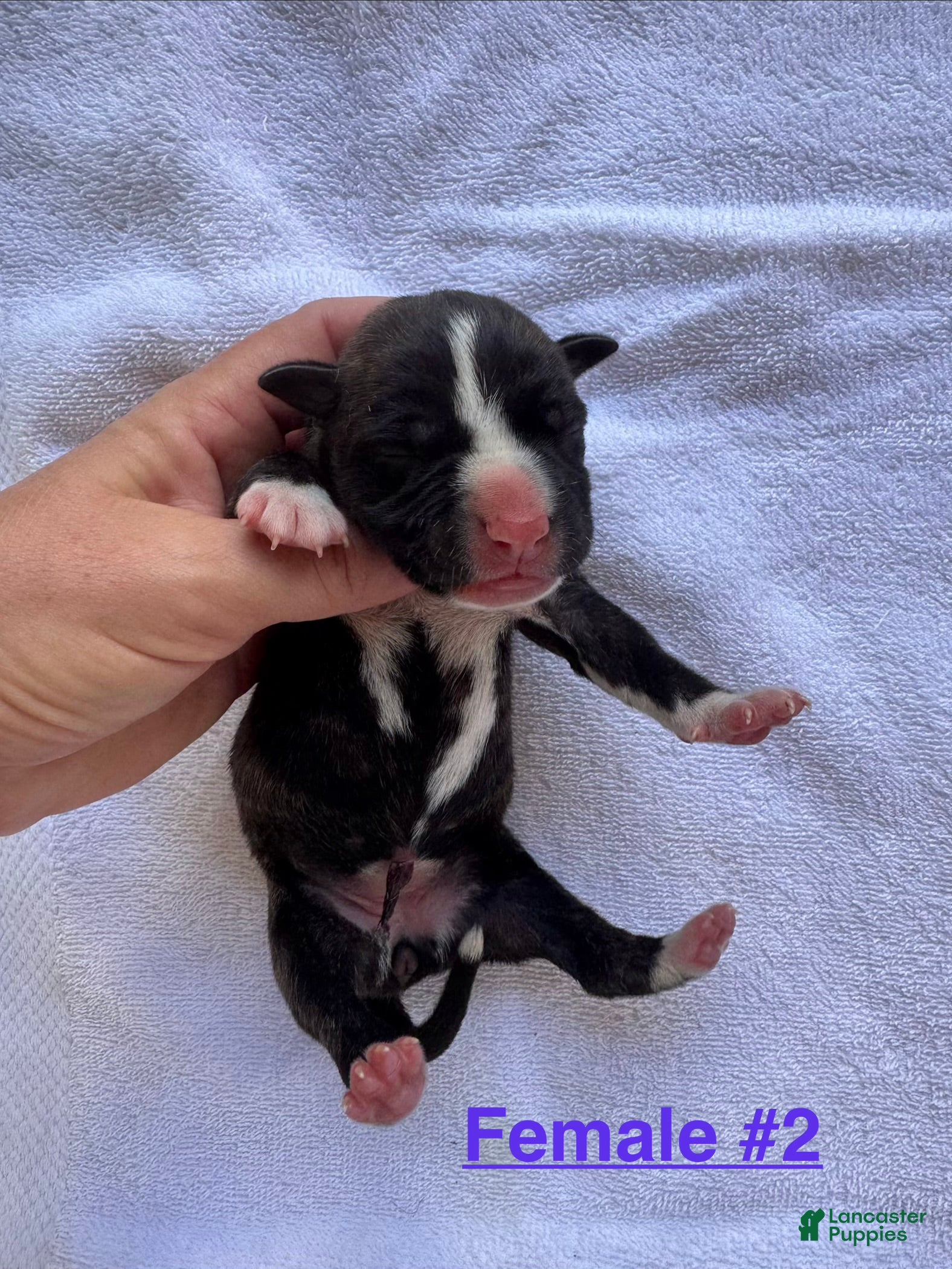 American Bulldog dogs American Bulldog Female #2 - Ad 9