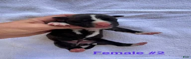 American Bulldog Female #2