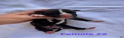 American Bulldog dogs for sale: American Bulldog Female #2 - Ad 1