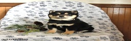 Shiba Inu dogs for sale: Holly - Ad 2